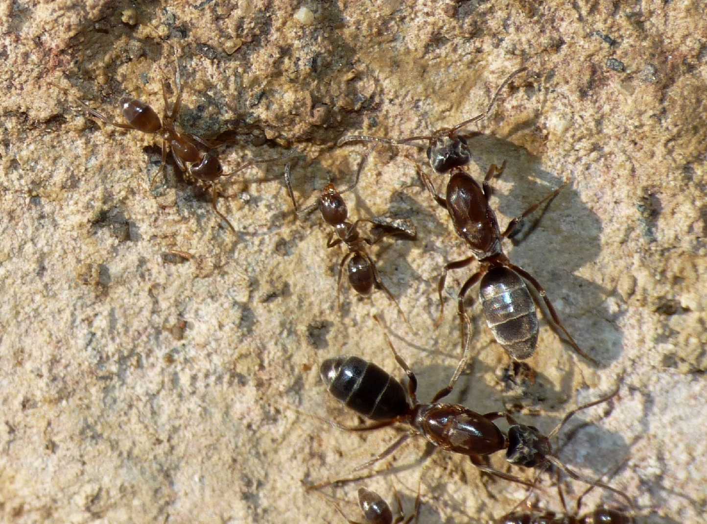 Quiz formiche (Lasius, Linepithema e Tapinoma)